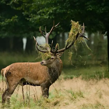 Nunspeet Vakantiehuisje *
